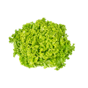 Alface Crespa Verde T24