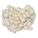 Cogumelo Shimeji Branco