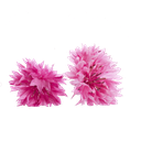 Flor Begonia Rosa